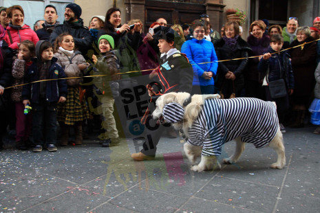 Cane..vale 2014