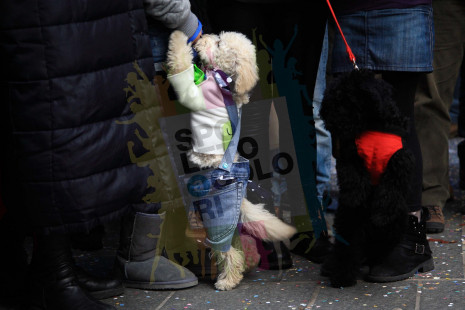 Cane..vale 2014