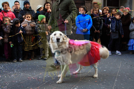 Cane..vale 2014